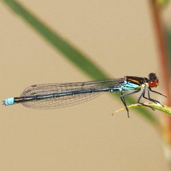 Erythromma najas
